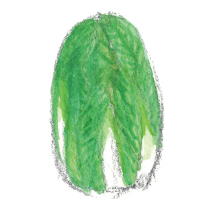 白菜イラスト