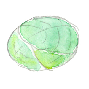 キャベツイラスト