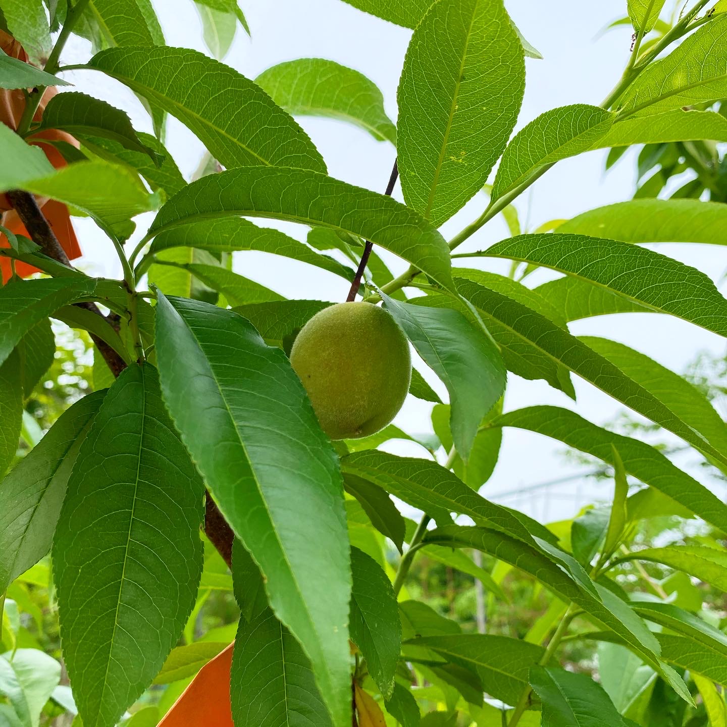 桃の木