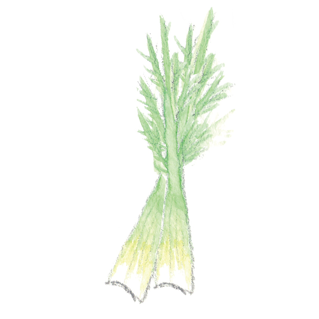 セロリ・celeryのイラスト